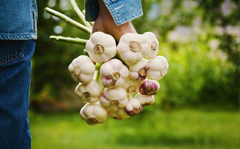 Garlic: How to Plant, Grow, Cure, and Store | Amazing Health
