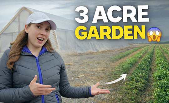 Start Your Homestead Now!